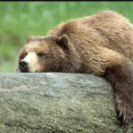 What Do Grizzly Bears Eat