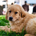 Goldendoodle Available Litters: What to Expect Before Bringing Your Puppy Home