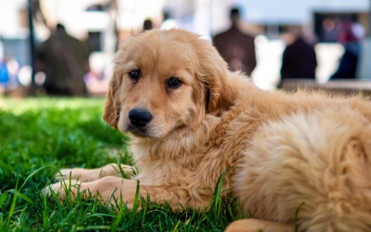 Goldendoodle Available Litters: What to Expect Before Bringing Your Puppy Home